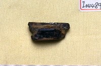 藏品(動物肢骨化石)的圖片